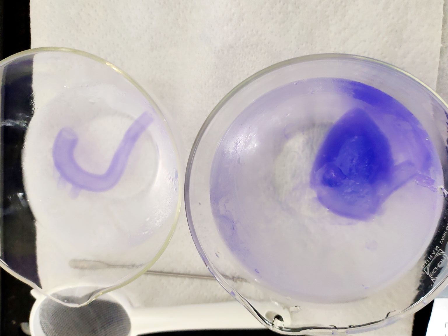 Two glass dishes holding printed hydrogel constructs with dye-traced channels in blue